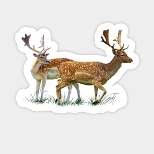 Rehe Sticker